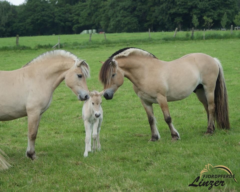 Mr. Tveiten mit Feike und Filina