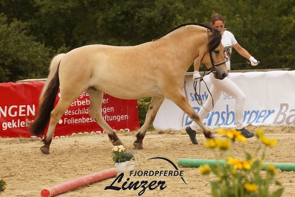 Trollfin dreijährig bei der Zuchtschau in Odenthal