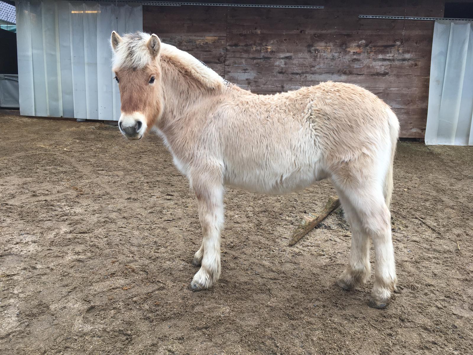 Durin im Januar 2020