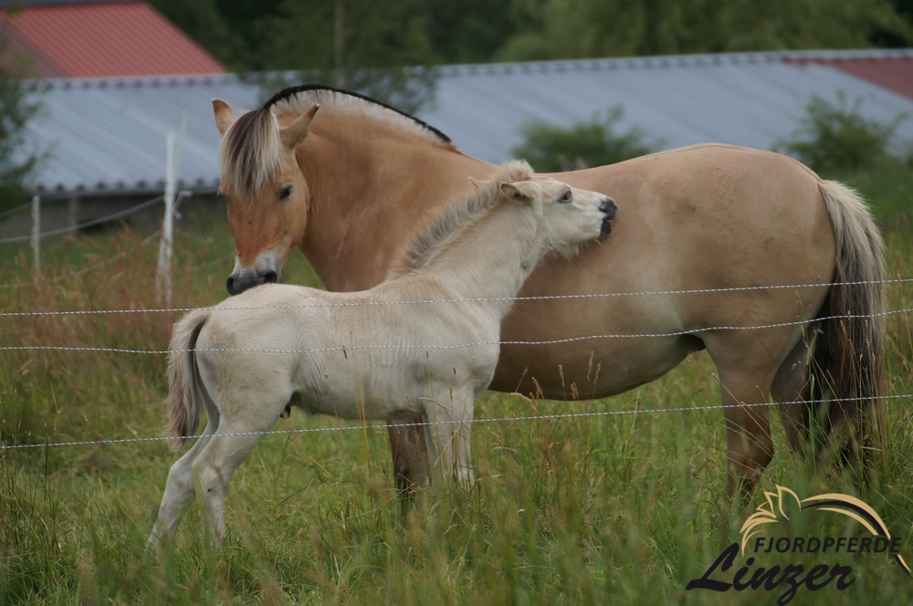 Tvinja 7-jährig mit Cato