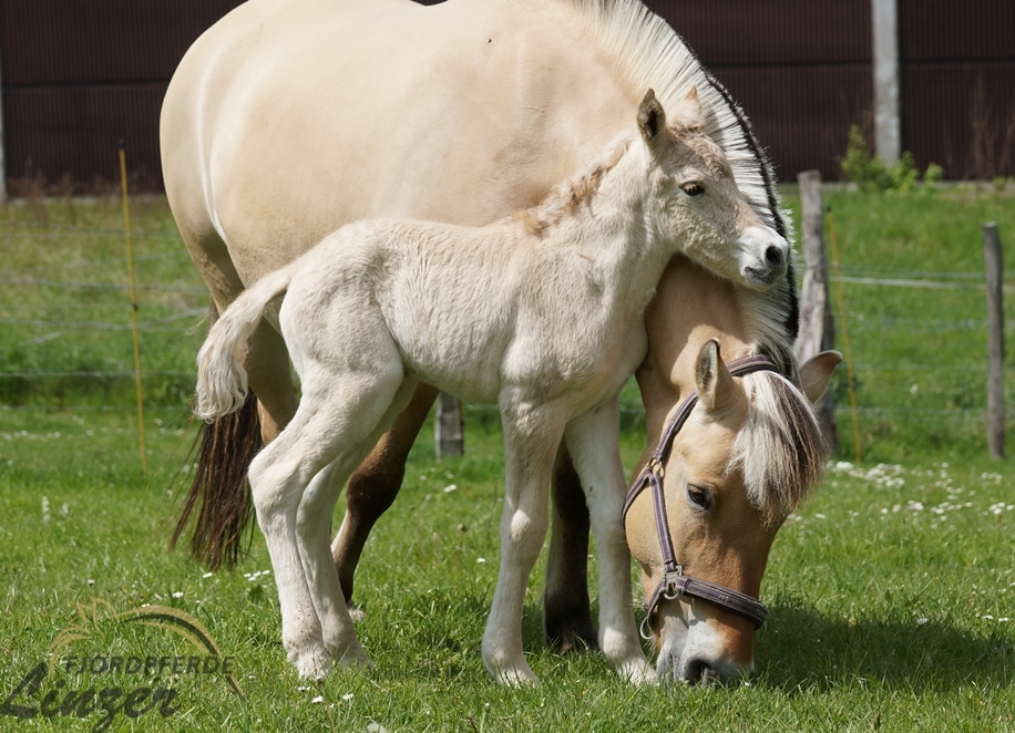 Dalwin 10 Stunden alt