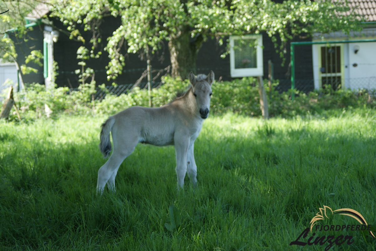 Trollfin drei Tage alt