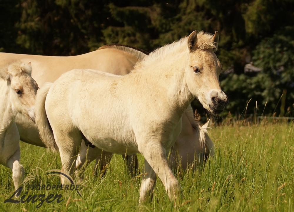 Dalwin am 25.07.2021