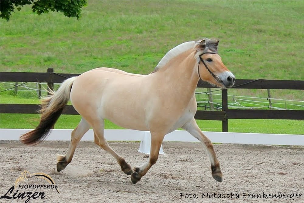 Dreijährig bei der Stutbucheintragung