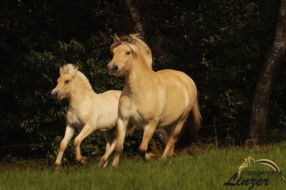 Feike mit Fjella im September 2019