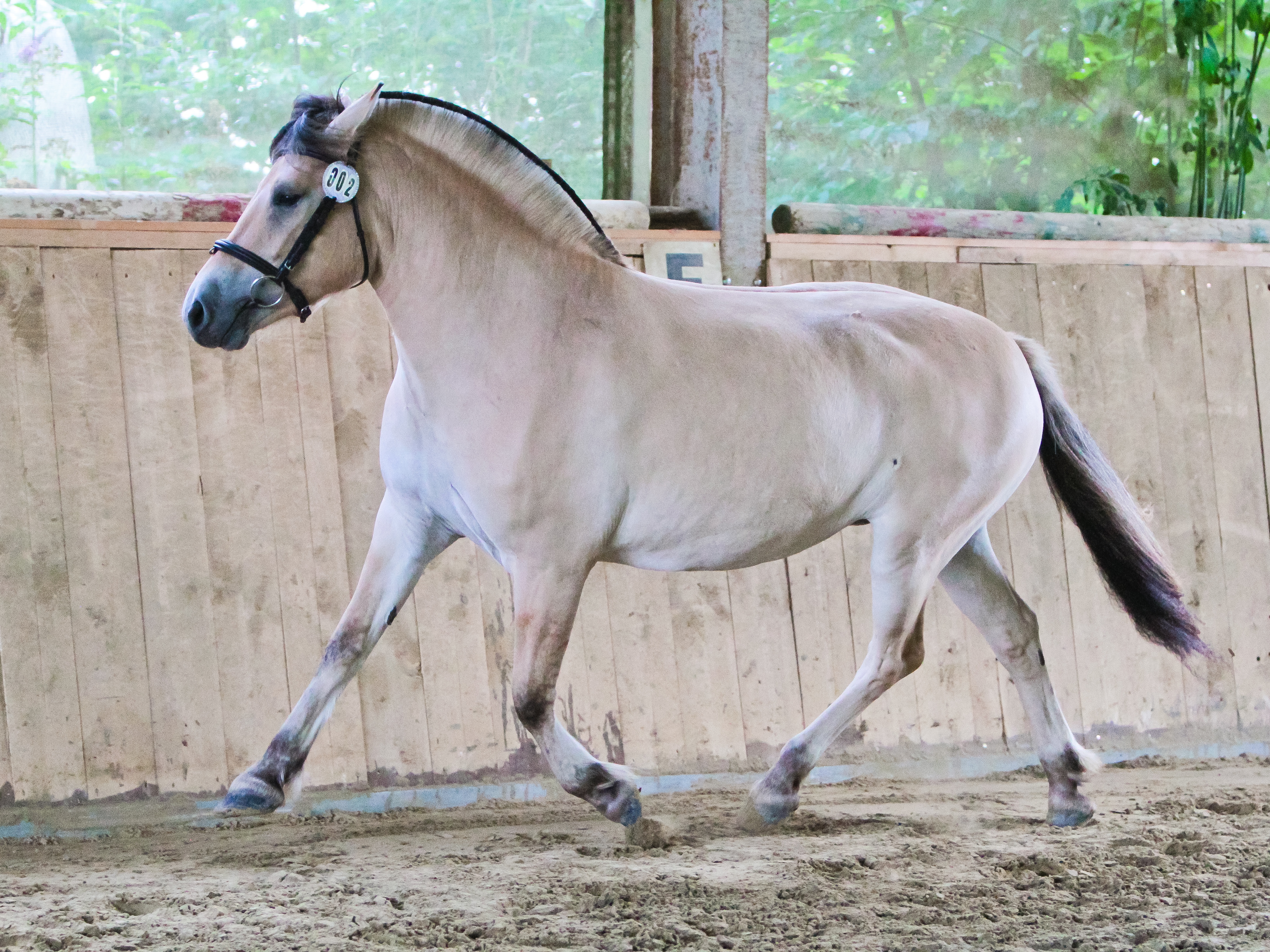 Filina im Juli 2017
Foto Meik Kornführer
