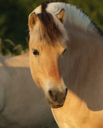 Grille *27.03.1998- †15.01.2018