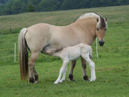 Grille mit Rico im Juni 2010