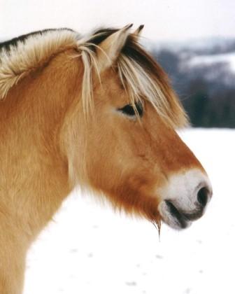 Hexe *01.06.1981 - †06.05.2008