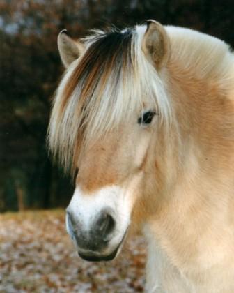 Iewalda *10.05.1988 
(1994- 1997)