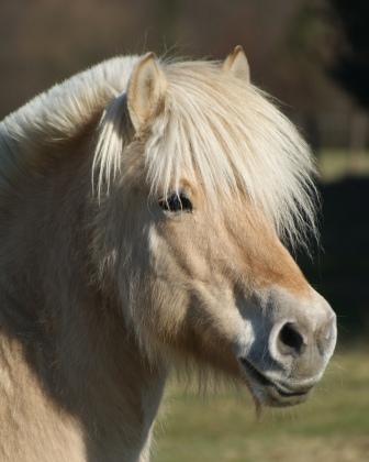 Imke *01.06.1993- †08.02.2020