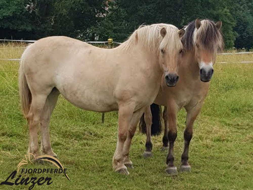 Kvenja 2017 mit Olli