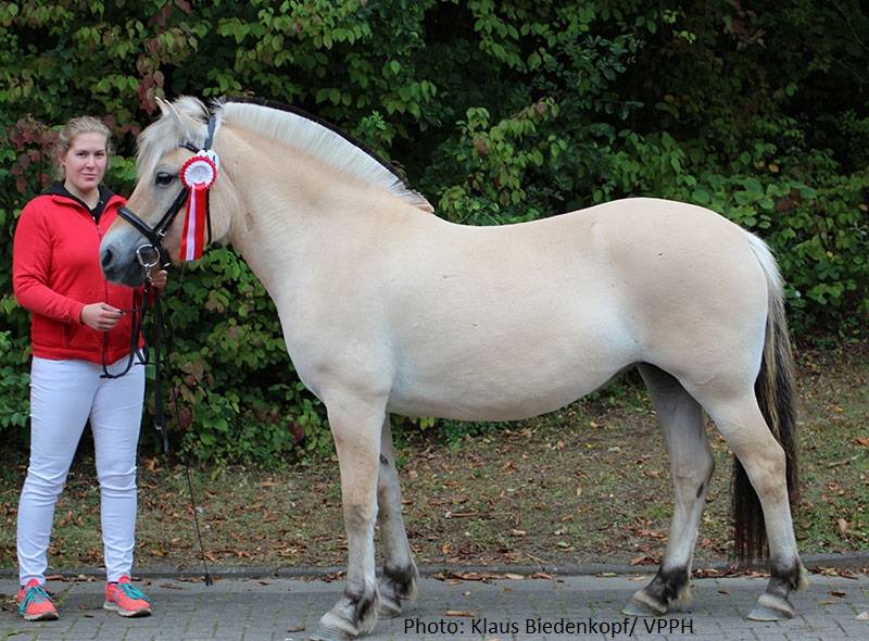 Laurine bei der Stutbucheintragung im September 2020