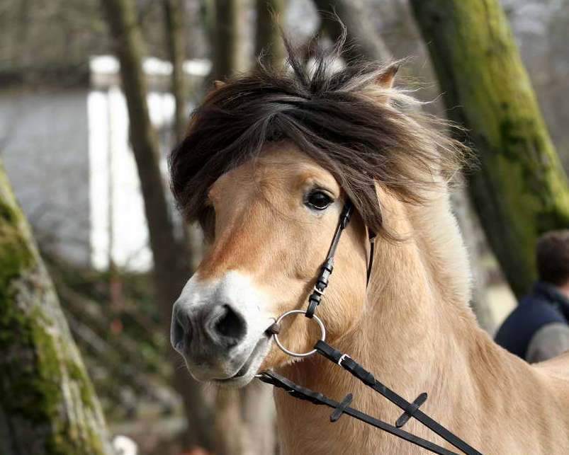 Februar 2011, Anerkennung in Wickrath
Foto: Familie Fuchs