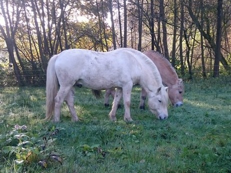 Rakni und der 28 jährige Stjarni