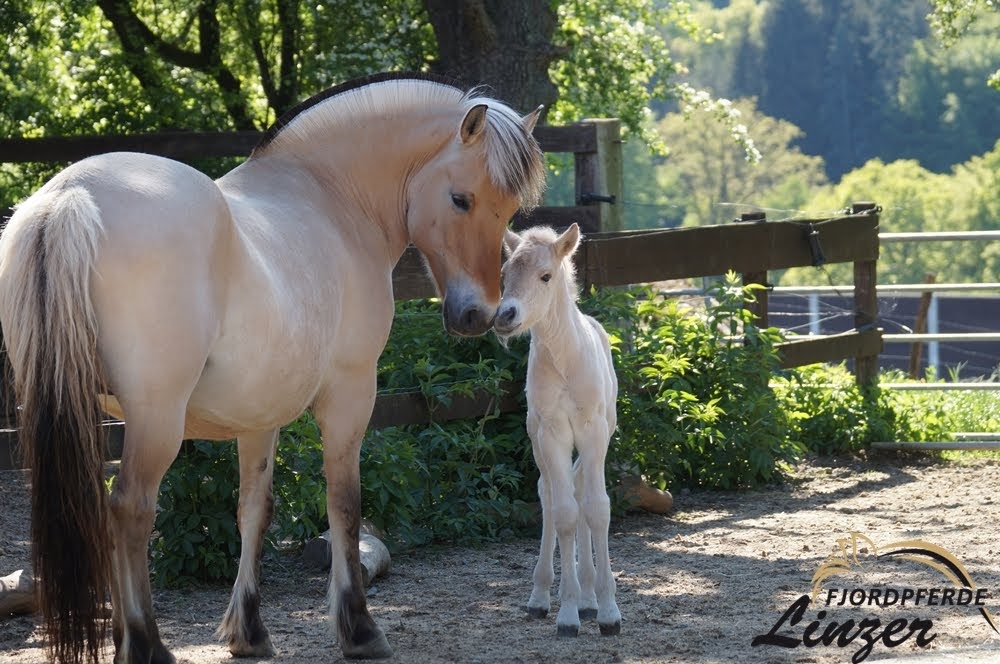 Sinja mit ihrem fünften Fohlen Davyn im Mai 2020