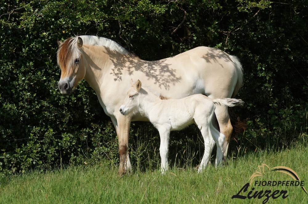 Tiara mit ihrem ersten Fohlen Raik im Mai 2020