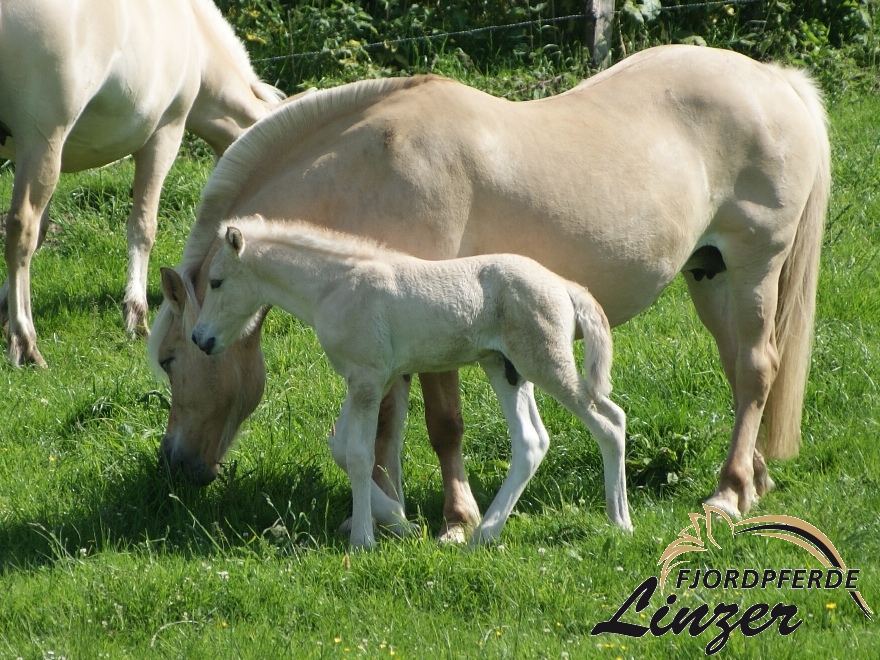 Mr. Tveiko eine Woche alt