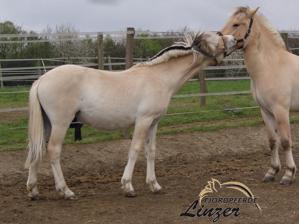 Mr. Tveiko am 26.04.2015