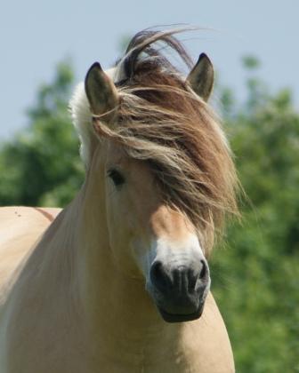 Mr. Tveiten *26.06.2003