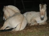 nachts auf dem Paddock.....JPG