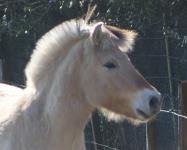 Sinja
